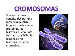 Cromosomas     Son estructuras constituidas por una molécula de ADN larga asociada a otras proteínas, las histonas. El conjunto formado por DNA, las histonas y no histonas, se llama cromatina. 
