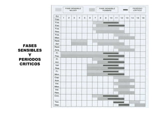 FASES
SENSIBLES
     Y
PERIODOS
 CRITICOS
 