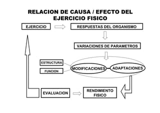 RELACION DE CAUSA / EFECTO DEL
       EJERCICIO FISICO
EJERCICIO             RESPUESTAS DEL ORGANISMO




                      VARIACIONES DE PARAMETROS



      ESTRUCTURA

                    MODIFICACIONES   ADAPTACIONES
        FUNCION




                          RENDIMIENTO
       EVALUACION
                             FISICO
 