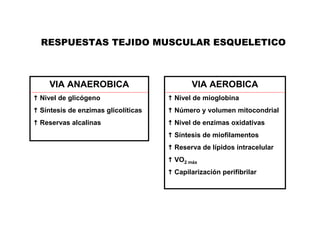 RESPUESTAS TEJIDO MUSCULAR ESQUELETICO



  VIA ANAEROBICA                        VIA AEROBICA
Nivel de glicógeno                 Nivel de mioglobina
Síntesis de enzimas glicolíticas   Número y volumen mitocondrial
Reservas alcalinas                 Nivel de enzimas oxidativas
                                   Síntesis de miofilamentos
                                   Reserva de lípidos intracelular
                                   VO2 máx
                                   Capilarización perifibrilar
 