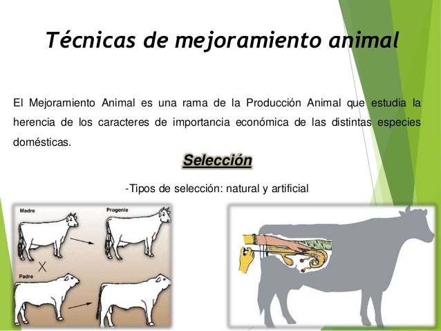 BASES ESTADÍSTICAS DEL MEJORAMIENTO ANIMAL