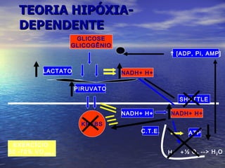 TEORIA HIPÓXIA-DEPENDENTE GLICOSE GLICOGÊNIO PIRUVATO KREBS C.T.E. NADH+ H+ NADH+ H+ NADH+ H+ SHUTTLE EXERCÍCIO  50 -70% VO 2MÁX. ATP ½ O 2  --> H 2 O H+  +  LACTATO    [ADP, Pi, AMP] + 