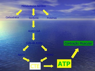 Carboidratos Gorduras Proteínas Metabolismo Aeróbio Acetil-CoA Ciclo de Krebs NADH  FADH2 CTE ATP Contração Muscular 