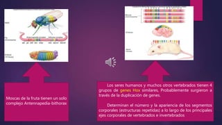 DESARROLLO ANIMAL -Modelo de Drosophila 
Huevos fertilizados establece el modelo 
para el plan corporal de adultos 
Despué...
