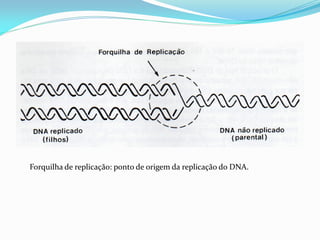 Forquilha de replicação: ponto de origem da replicação do DNA.
 