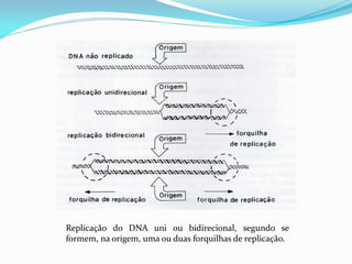 Replicação do DNA uni ou bidirecional, segundo se
formem, na origem, uma ou duas forquilhas de replicação.
 