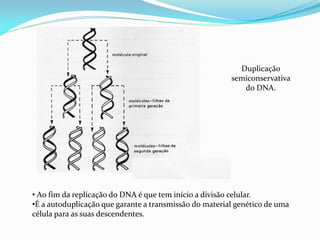 Duplicação
semiconservativa
do DNA.
• Ao fim da replicação do DNA é que tem início a divisão celular.
•É a autoduplicação que garante a transmissão do material genético de uma
célula para as suas descendentes.
 