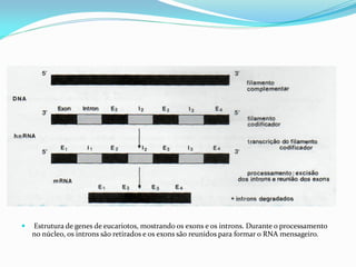  Estrutura de genes de eucariotos, mostrando os exons e os introns. Durante o processamento
no núcleo, os introns são retirados e os exons são reunidos para formar o RNA mensageiro.
 