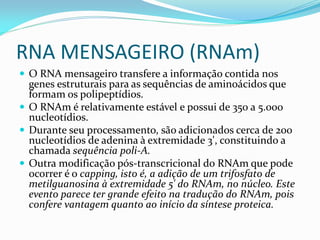 RNA MENSAGEIRO (RNAm)
 O RNA mensageiro transfere a informação contida nos
genes estruturais para as sequências de aminoácidos que
formam os polipeptídios.
 O RNAm é relativamente estável e possui de 350 a 5.000
nucleotídios.
 Durante seu processamento, são adicionados cerca de 200
nucleotídios de adenina à extremidade 3', constituindo a
chamada sequência poli-A.
 Outra modificação pós-transcricional do RNAm que pode
ocorrer é o capping, isto é, a adição de um trifosfato de
metilguanosina à extremidade 5' do RNAm, no núcleo. Este
evento parece ter grande efeito na tradução do RNAm, pois
confere vantagem quanto ao início da síntese proteica.
 