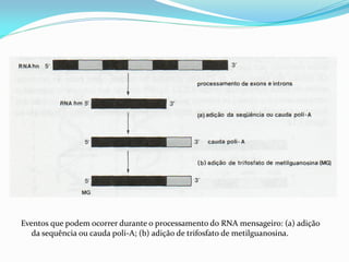 Eventos que podem ocorrer durante o processamento do RNA mensageiro: (a) adição
da sequência ou cauda poli-A; (b) adição de trifosfato de metilguanosina.
 