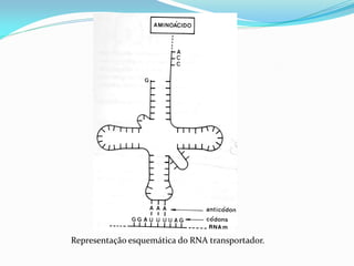 Representação esquemática do RNA transportador.
 