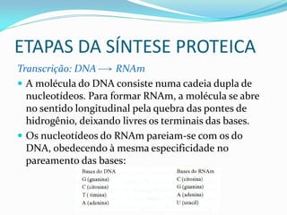 ETAPAS DA SÍNTESE PROTEICA
Transcrição: DNA RNAm
 A molécula do DNA consiste numa cadeia dupla de
nucleotídeos. Para formar RNAm, a molécula se abre
no sentido longitudinal pela quebra das pontes de
hidrogênio, deixando livres os terminais das bases.
 Os nucleotídeos do RNAm pareiam-se com os do
DNA, obedecendo à mesma especificidade no
pareamento das bases:
 