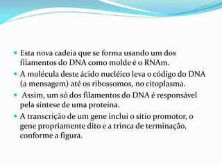  Esta nova cadeia que se forma usando um dos
filamentos do DNA como molde é o RNAm.
 A molécula deste ácido nucléico leva o código do DNA
(a mensagem) até os ribossomos, no citoplasma.
 Assim, um só dos filamentos do DNA é responsável
pela síntese de uma proteína.
 A transcrição de um gene inclui o sítio promotor, o
gene propriamente dito e a trinca de terminação,
conforme a figura.
 