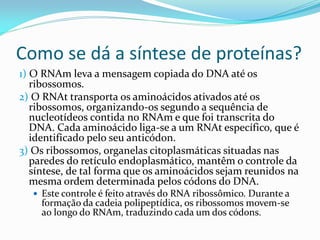 Como se dá a síntese de proteínas?
1) O RNAm leva a mensagem copiada do DNA até os
ribossomos.
2) O RNAt transporta os aminoácidos ativados até os
ribossomos, organizando-os segundo a sequência de
nucleotídeos contida no RNAm e que foi transcrita do
DNA. Cada aminoácido liga-se a um RNAt específico, que é
identificado pelo seu anticódon.
3) Os ribossomos, organelas citoplasmáticas situadas nas
paredes do retículo endoplasmático, mantêm o controle da
síntese, de tal forma que os aminoácidos sejam reunidos na
mesma ordem determinada pelos códons do DNA.
 Este controle é feito através do RNA ribossômico. Durante a
formação da cadeia polipeptídica, os ribossomos movem-se
ao longo do RNAm, traduzindo cada um dos códons.
 