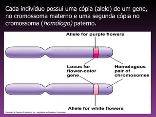 Cada indivíduo possui uma cópia (alelo) de um gene, no cromossoma materno e uma segunda cópia no cromossoma ( homólogo)  p...