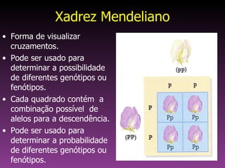 Xadrez Mendeliano <ul><li>Forma de visualizar cruzamentos. </li></ul><ul><li>Pode ser usado para determinar a possibilidad...