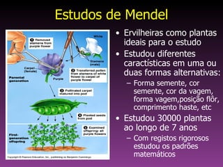 Estudos de Mendel <ul><li>Ervilheiras como plantas ideais para o estudo </li></ul><ul><li>Estudou diferentes caractísticas...