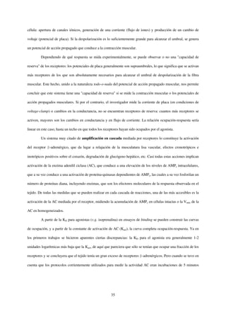 célula: apertura de canales iónicos, generación de una corriente (flujo de iones) y producción de un cambio de

voltaje (potencial de placa). Si la despolarización es lo suficientemente grande para alcanzar el umbral, se genera

un potencial de acción propagado que conduce a la contracción muscular.

         Dependiendo de qué respuesta se mida experimentalmente, se puede observar o no una "capacidad de

reserva" de los receptores: los potenciales de placa generalmente son supraumbrales, lo que significa que se activan

más receptores de los que son absolutamente necesarios para alcanzar el umbral de despolarización de la fibra

muscular. Este hecho, unido a la naturaleza todo-o-nada del potencial de acción propagado muscular, nos permite

concluir que este sistema tiene una "capacidad de reserva" si se mide la contracción muscular o los potenciales de

acción propagados musculares. Si por el contrario, el investigador mide la corriente de placa (en condiciones de

voltage-clamp) o cambios en la conductancia, no se encuentran receptores de reserva: cuantos más receptores se

activen, mayores son los cambios en conductancia y en flujo de corriente. La relación ocupación-respuesta sería

linear en este caso, hasta un techo en que todos los receptores hayan sido ocupados por el agonista.

         Un sistema muy citado de amplificación en cascada mediada por receptores lo constituye la activación

del receptor   -adrenérgico, que da lugar a relajación de la musculatura lisa vascular, efectos cronotrópicos e

inotrópicos positivos sobre el corazón, degradación de glucógeno hepático, etc. Casi todas estas acciones implican

activación de la enzima adenilil ciclasa (AC), que conduce a una elevación de los niveles de AMPc intracelulares,

que a su vez conduce a una activación de proteína-quinasas dependientes de AMPc, las cuales a su vez fosforilan un

número de proteínas diana, incluyendo enzimas, que son los efectores moleculares de la respuesta observada en el

tejido. De todas las medidas que se pueden realizar en cada cascada de reacciones, una de las más accesibles es la

activación de la AC mediada por el receptor, midiendo la acumulación de AMPc en células intactas o la Vmáx de la

AC en homogeneizados.

         A partir de la KD para agonistas (v.g. isoprenalina) en ensayos de binding se pueden construir las curvas

de ocupación, y a partir de la constante de activación de AC (Kact), la curva completa ocupación-respuesta. Ya en

los primeros trabajos se hicieron aparentes ciertas discrepancias: la KD para el agonista era generalmente 1-2

unidades logarítmicas más baja que la Kact, de aquí que pareciera que sólo se tenían que ocupar una fracción de los

receptores y se concluyera que el tejido tenía un gran exceso de receptores -adrenérgicos. Pero cuando se tuvo en

cuenta que los protocolos corrientemente utilizados para medir la actividad AC eran incubaciones de 5 minutos




                                                         35
 
