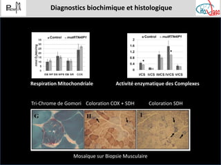 Bases moléculaires des pathologies mitochondriales héréditaires