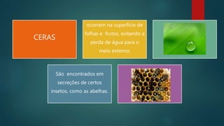 CERAS
ocorrem na superfície de
folhas e frutos, evitando a
perda de água para o
meio externo;
São encontrados em
secreções de certos
insetos, como as abelhas.
 