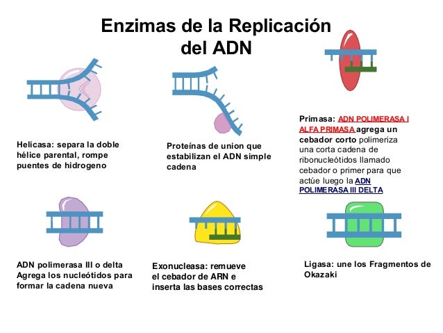 Bases moleculares de_la_herencia