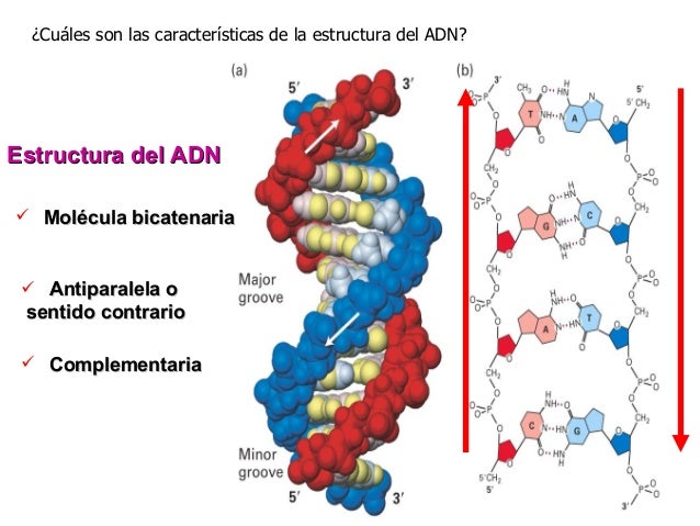 Bases moleculares de_la_herencia