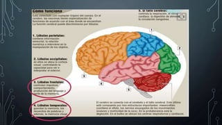 Bases neuroanatomicas de la memoria y el aprendizaje