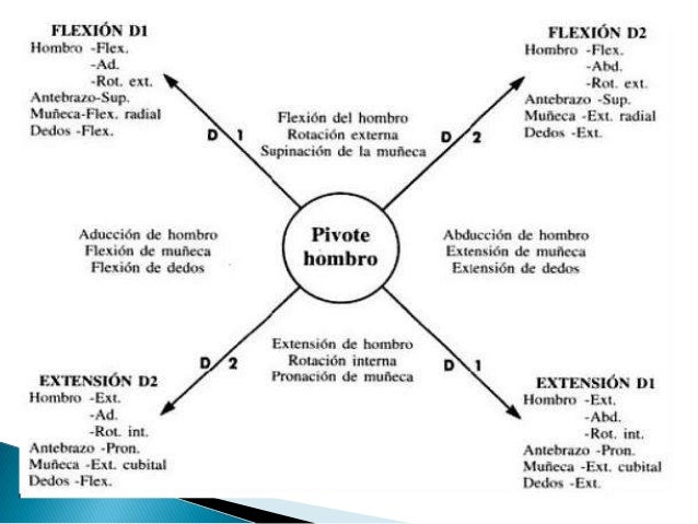 Resultado de imagen para patrones de bobath miembros superiores
