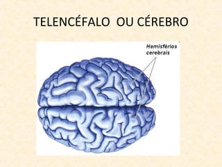 TELENCÉFALO OU CÉREBRO
 