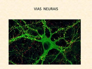 VIAS NEURAIS
 