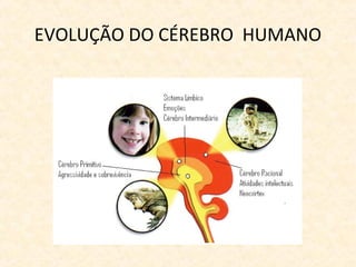 EVOLUÇÃO DO CÉREBRO HUMANO
 