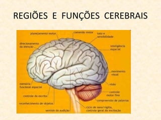 REGIÕES E FUNÇÕES CEREBRAIS
 