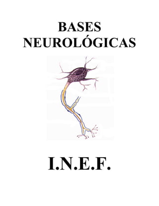 BASES
NEUROLÓGICAS
I.N.E.F.
 
