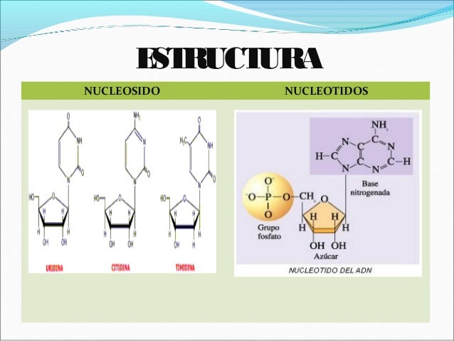 Bases nitrogenada, conceptos generales de biologia molecular