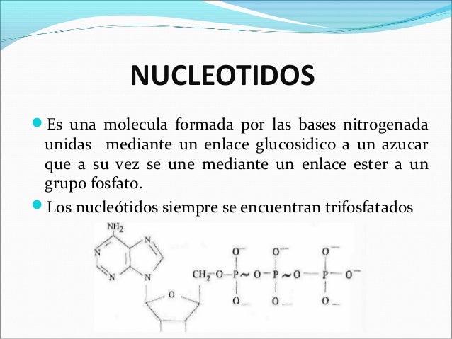 Bases nitrogenada, conceptos generales de biologia molecular