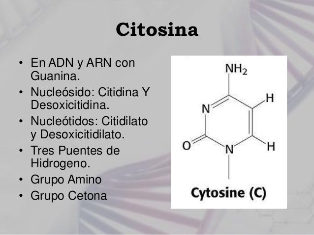 Bases nitrogenadas