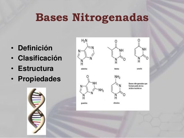 Bases nitrogenadas