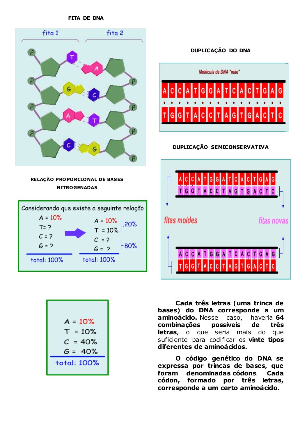 Bases nitrogenadas