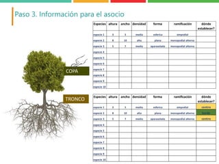 Bases de una herramienta (ÁrbolSAF) para la selección de especies arbóreas