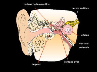 cadena de huesecillos tímpano ventana oval ventana cóclea nervio auditivo redonda 