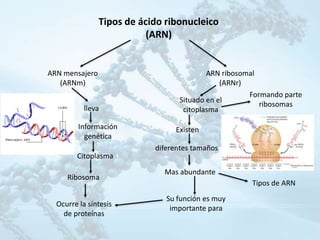 Bases quimicas de la herencia 2 | PPTX