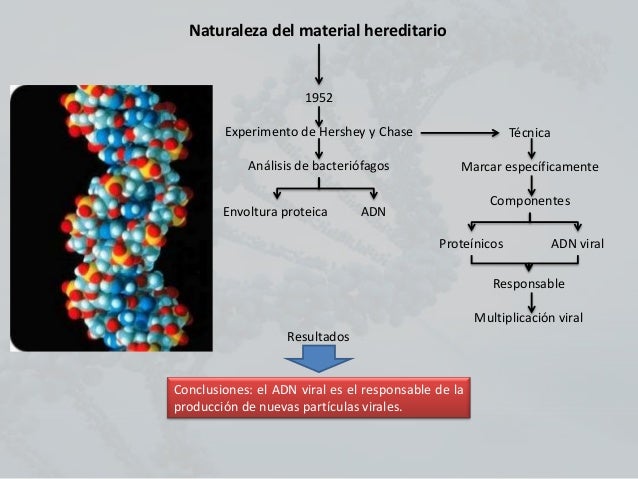 Bases quimicas de la herencia 2