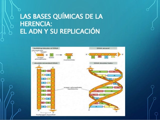 Bases químicas de la herencia