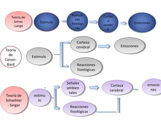Reaccio             Cortez
   Teoría de
    Teoría de                       nes                a
     James
      James         Estimulo                                          Emociones
                                 fisiológi           cerebr
    -Lange
      -Lange                        cas                al


                                    Corteza
                                     Corteza
                                    cerebral
                                     cerebral                  Emociones
                                                                Emociones
Teoría
  de            Estimulo
                 Estimulo
Canon-
 Bard                                Reacciones
                                      Reacciones
                                     fisiológicas
                                      fisiológicas


                               Señales
                                Señales                                      emocio
                                                          Corteza
                                                           Corteza            emocio
                               ambien
                                ambien                                         nes
                                                         cerebral
                                                          cerebral              nes
                                 tales
                                  tales
Teoría de
 Teoría de       estimu
                  estimu
Schachter
 Schachter          lo
                     lo
 --Singer
    Singer                      Reacciones
                                 Reacciones
                                fisiológicas
                                 fisiológicas
 
