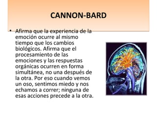 CANNON-BARD
• Afirma que la experiencia de la
  emoción ocurre al mismo
  tiempo que los cambios
  biológicos. Afirma que el
  procesamiento de las
  emociones y las respuestas
  orgánicas ocurren en forma
  simultánea, no una después de
  la otra. Por eso cuando vemos
  un oso, sentimos miedo y nos
  echamos a correr; ninguna de
  esas acciones precede a la otra.
 