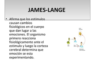 JAMES-LANGE
• Afirma que los estímulos
  causan cambios
  fisiológicos en el cuerpo
  que dan lugar a las
  emociones. El organismo
  primero reacciona
  fisiológicamente ante el
  estimulo y luego la corteza
  cerebral determina que
  emoción se esta
  experimentando.
 