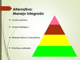Alternativa:
Manejo integrado
 Control químico
 Control biológico
 Metodos físicos o mecánicos.
 Prácticas culturales
 