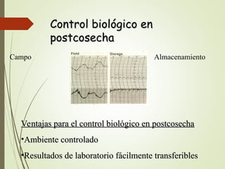 Control biológico en
Control biológico en
postcosecha
postcosecha
Campo Almacenamiento
Ventajas para el control biológico en postcosecha
Ventajas para el control biológico en postcosecha
•Ambiente controlado
Ambiente controlado
•Resultados de laboratorio fácilmente transferibles
Resultados de laboratorio fácilmente transferibles
 