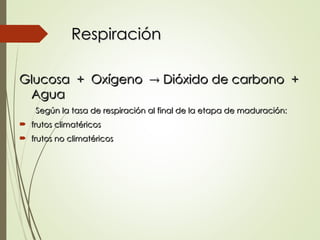 Respiración
Respiración
Glucosa + Oxígeno
Glucosa + Oxígeno 
 Dióxido de carbono +
Dióxido de carbono +
Agua
Agua
Según la tasa de respiración al final de la etapa de maduración:
Según la tasa de respiración al final de la etapa de maduración:
 frutos climatéricos
frutos climatéricos
 frutos no climatéricos
frutos no climatéricos
 