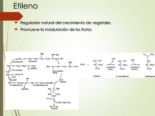 Etileno
Etileno
 Regulador natural del crecimiento de vegetales
Regulador natural del crecimiento de vegetales
 Promueve la maduración de los frutos
Promueve la maduración de los frutos
 